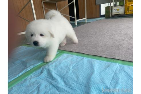 成約済の千葉県のグレートピレニーズ-182322の8枚目